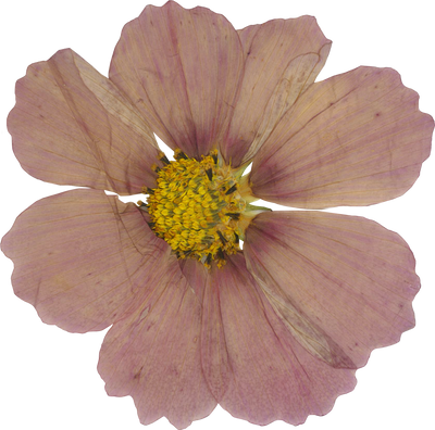 Pressed cosmos flower