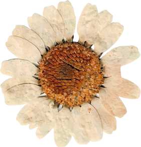 Dried Flower