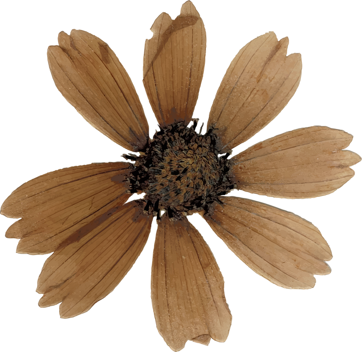 Dried Flower