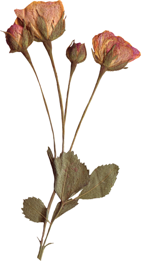 Vintage Dried Rose Flower